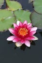 Hardy water lily Royalty Free Stock Photo
