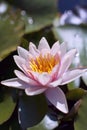 Hardy Water Lily