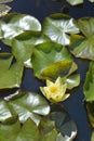 Hardy Water Lily Marliacea Chromatella