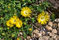 Hardy yellow Ice Plant (Delosperma cooperi, Mesembryanthemum cooperi), flower, native to Africa Royalty Free Stock Photo