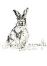 The Hare