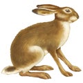 Hare