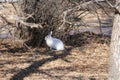 White winter camouflaged outdoor rabbit