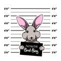 Hare bad boy. Bunny criminal. Arrest photo. Police records. Hare prison. Police mugshot background. Vector. Royalty Free Stock Photo