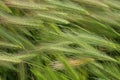 Hare Barley Background Royalty Free Stock Photo