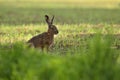 Hare in the beautiful light on green grassland Royalty Free Stock Photo