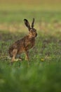 Hare in the beautiful light on green grassland Royalty Free Stock Photo