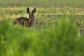 Hare in the beautiful light on green grassland Royalty Free Stock Photo