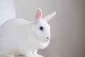 The hare is blue-eyed and white. fabulous bunny on a