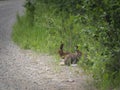 A hare couple on the road Royalty Free Stock Photo
