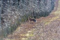 Hare on an orchard in the winter months