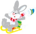 Hare driving in a sled Royalty Free Stock Photo