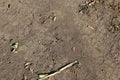 Hare droppings with dry grass in an agricultural field