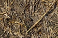 Hare droppings with dry grass in an agricultural field