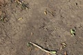 Hare droppings with dry grass in an agricultural field