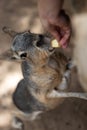 Hare eating from human Royalty Free Stock Photo
