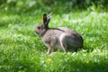Hare eats grass Royalty Free Stock Photo