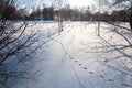 Hare foot traces in the snow, Rabbit tracks and winter field landscape Royalty Free Stock Photo