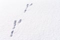 Hare foot tracks in snow forest. winter background Royalty Free Stock Photo
