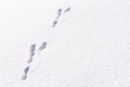 Hare foot tracks in snow forest. winter background