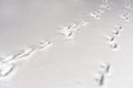 Hare foot tracks in snow forest. winter background. copy-space