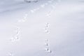 Hare foot tracks in snow forest. winter background