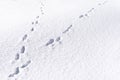 Hare foot tracks in snow forest. winter background