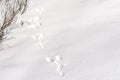 Hare foot tracks in snow forest. winter background