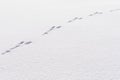 Hare foot tracks in snow forest. winter background