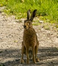 Hare in Springtime in the Dorset countryside.