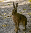 Hare in Springtime in the Dorset countryside.