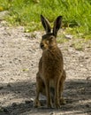 Hare in Springtime in the Dorset countryside.