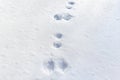 Hare footprints in the snow. Paw prints of forest hare on flat snow surface in winter Royalty Free Stock Photo