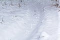 Hare footprints in the snow in the winter forest Royalty Free Stock Photo