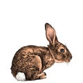 The hare in full growth sits sideways sketch vector