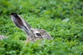 Hare hare in the grass. Wild natural conditions Royalty Free Stock Photo