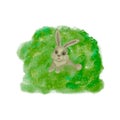 Hare in a green bush Royalty Free Stock Photo