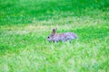 Hare in green grass in the forest