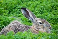 Hare hare in the grass. Wild natural conditions Royalty Free Stock Photo