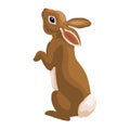 hare animal illustration on white background. hare illustration