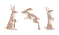 Hare or Jackrabbit as Animal with Long Ears and Grayish Brown Coat in Sitting and Jumping Pose Vector Set