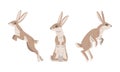 Hare or Jackrabbit as Animal with Long Ears and Grayish Brown Coat in Sitting and Jumping Pose Vector Set