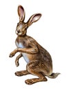 Hare Lepus, cute funny easter bunny