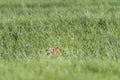 Hare in the Pasture in Springtime