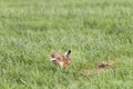 Hare in the Pasture in Springtime