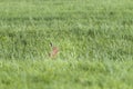 Wild Hare in the Pasture in Springtime