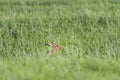 Hare in the Pasture in Springtime