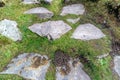 Hare Poop lying on a pace of stones and grass