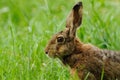 Hare Portrait