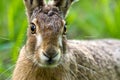 Hare Portrait